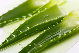 Comment et pourquoi utiliser de l'aloe vera pour ses cheveux ?