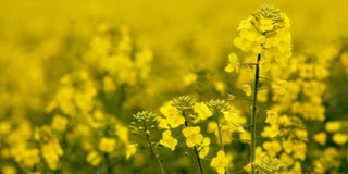La glycérine végétale bio