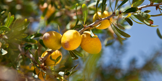 L'huile d'argan bio