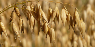 Avoine bio