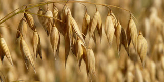 Avoine bio
