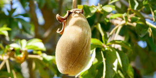 L'huile de baobab bio