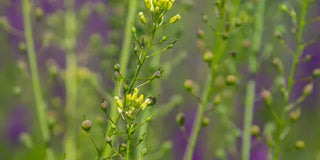 Huile de cameline vierge bio