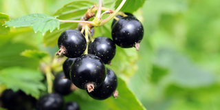 Cassis, le bourgeon des allergies !