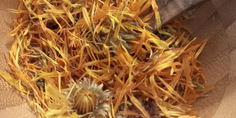 Huile végétale de calendula bio