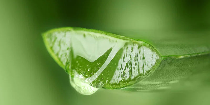 Pur jus natif d'aloe vera bio