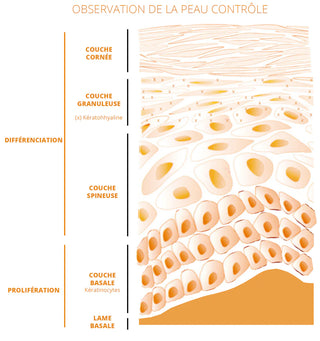 schema-epiderme-rejence